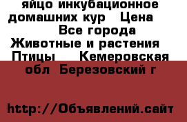 яйцо инкубационное домашних кур › Цена ­ 25 - Все города Животные и растения » Птицы   . Кемеровская обл.,Березовский г.